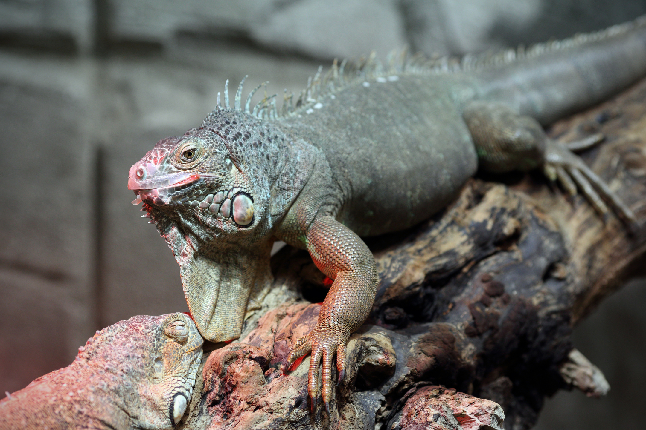 Green iguana, Iguana iguana