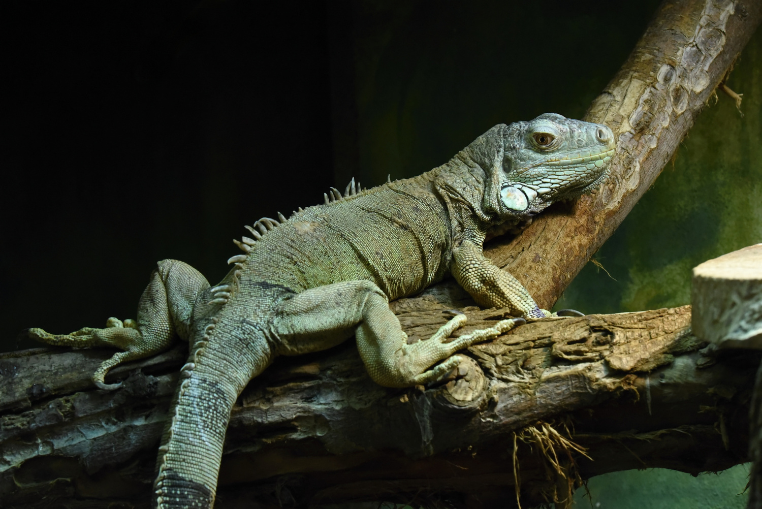 Green iguana (Iguana iguana)