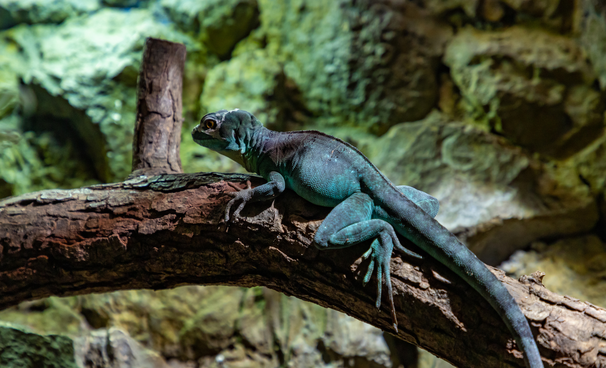 Blue Iguana